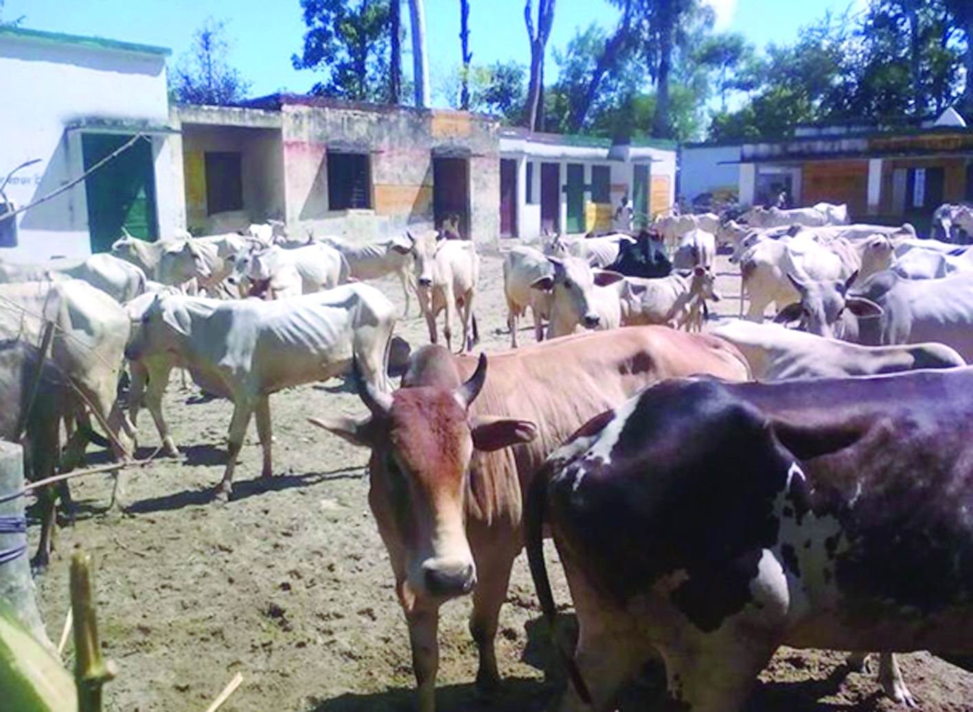 ઉત્તરપ્રદેશ : ગુસ્સે થયેલા ગ્રામજનોએ ગાયો  અને ભેંસોને શાળામાં બંધ કરી દીધી
