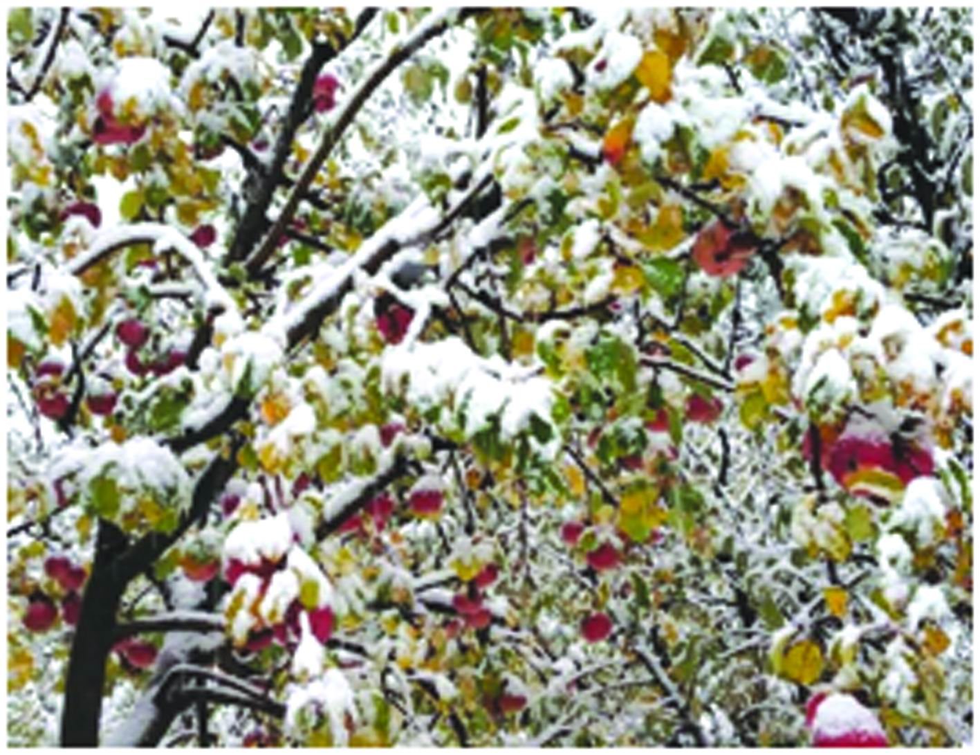 જમ્મુ-કાશ્મીરમાં રેકોર્ડ-બ્રેક હિમવર્ષાના કારણે  ફળોના પાકને પ૦૦ કરોડ રૂપિયાનું નુકસાન