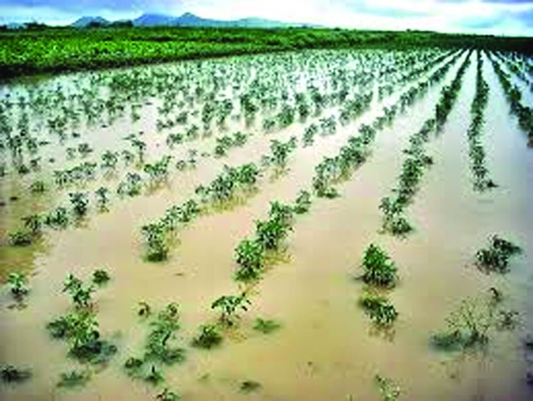 રાજ્યમાં આ વર્ષે સારા વરસાદને લીધે હવે લીલા દુષ્કાળની સ્થિતિ : ખેડૂતોને ભારે નુકસાનનો ભય
