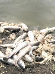 ખેડૂતને ૬૦થી ૭૦ લાખનું નુકસાન ઉમરવાડાના મત્સ્ય ખેડૂતોના તળાવોમાં પ્રદૂષિત પાણી મિશ્ર થતાં માછલીઓનાં મોત
